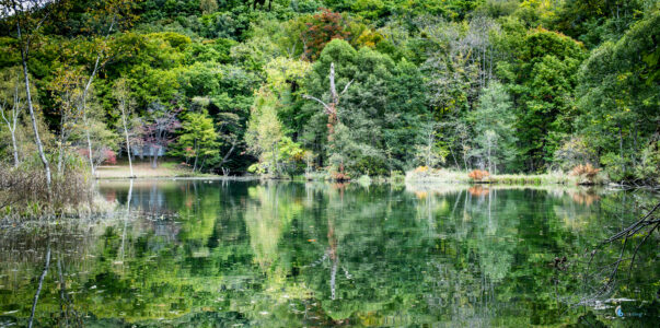 12Oct2025,Torinuma park,iso200,35mmf8.0,1/30sec