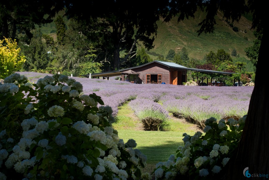 Laurens Lavender Farm