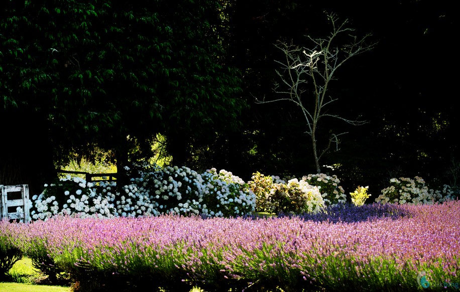 Laurens Lavender Farm