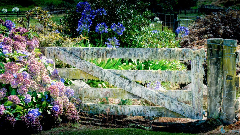 Laurens Lavender Farm